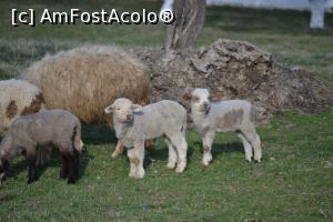 [P05] Cam asa e pe drum, la Pestera » foto by mvr
 - 
<span class="allrVoted glyphicon glyphicon-heart hidden" id="av742247"></span>
<a class="m-l-10 hidden" id="sv742247" onclick="voting_Foto_DelVot(,742247,13179)" role="button">șterge vot <span class="glyphicon glyphicon-remove"></span></a>
<a id="v9742247" class=" c-red"  onclick="voting_Foto_SetVot(742247)" role="button"><span class="glyphicon glyphicon-heart-empty"></span> <b>LIKE</b> = Votează poza</a> <img class="hidden"  id="f742247W9" src="/imagini/loader.gif" border="0" /><span class="AjErrMes hidden" id="e742247ErM"></span>