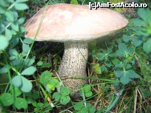[P48] Drumetie in satul PEstera - vara » foto by Chloe
 - 
<span class="allrVoted glyphicon glyphicon-heart hidden" id="av704343"></span>
<a class="m-l-10 hidden" id="sv704343" onclick="voting_Foto_DelVot(,704343,13179)" role="button">șterge vot <span class="glyphicon glyphicon-remove"></span></a>
<a id="v9704343" class=" c-red"  onclick="voting_Foto_SetVot(704343)" role="button"><span class="glyphicon glyphicon-heart-empty"></span> <b>LIKE</b> = Votează poza</a> <img class="hidden"  id="f704343W9" src="/imagini/loader.gif" border="0" /><span class="AjErrMes hidden" id="e704343ErM"></span>