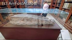 [P02] Sala 4. Sarcofagul cu mumia egipteană (dinastia ptolemaică). » foto by ovidiuyepi
 - 
<span class="allrVoted glyphicon glyphicon-heart hidden" id="av1402024"></span>
<a class="m-l-10 hidden" id="sv1402024" onclick="voting_Foto_DelVot(,1402024,13214)" role="button">șterge vot <span class="glyphicon glyphicon-remove"></span></a>
<a id="v91402024" class=" c-red"  onclick="voting_Foto_SetVot(1402024)" role="button"><span class="glyphicon glyphicon-heart-empty"></span> <b>LIKE</b> = Votează poza</a> <img class="hidden"  id="f1402024W9" src="/imagini/loader.gif" border="0" /><span class="AjErrMes hidden" id="e1402024ErM"></span>