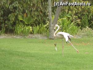 [P24] Un flamingo care statea langa restaurant am verificat daca nu era legat, in fiecare zi il gaseam acolo! Nu era...  » foto by Irina1974
 - 
<span class="allrVoted glyphicon glyphicon-heart hidden" id="av386343"></span>
<a class="m-l-10 hidden" id="sv386343" onclick="voting_Foto_DelVot(,386343,13254)" role="button">șterge vot <span class="glyphicon glyphicon-remove"></span></a>
<a id="v9386343" class=" c-red"  onclick="voting_Foto_SetVot(386343)" role="button"><span class="glyphicon glyphicon-heart-empty"></span> <b>LIKE</b> = Votează poza</a> <img class="hidden"  id="f386343W9" src="/imagini/loader.gif" border="0" /><span class="AjErrMes hidden" id="e386343ErM"></span>