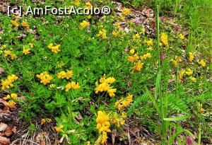 [P22] Flori colorate spre cabană » foto by BOGDAN DSN
 - 
<span class="allrVoted glyphicon glyphicon-heart hidden" id="av1200959"></span>
<a class="m-l-10 hidden" id="sv1200959" onclick="voting_Foto_DelVot(,1200959,13264)" role="button">șterge vot <span class="glyphicon glyphicon-remove"></span></a>
<a id="v91200959" class=" c-red"  onclick="voting_Foto_SetVot(1200959)" role="button"><span class="glyphicon glyphicon-heart-empty"></span> <b>LIKE</b> = Votează poza</a> <img class="hidden"  id="f1200959W9" src="/imagini/loader.gif" border="0" /><span class="AjErrMes hidden" id="e1200959ErM"></span>