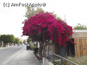 [P18] Bougainvillea de Paphos » foto by irinad
 - 
<span class="allrVoted glyphicon glyphicon-heart hidden" id="av1054834"></span>
<a class="m-l-10 hidden" id="sv1054834" onclick="voting_Foto_DelVot(,1054834,13279)" role="button">șterge vot <span class="glyphicon glyphicon-remove"></span></a>
<a id="v91054834" class=" c-red"  onclick="voting_Foto_SetVot(1054834)" role="button"><span class="glyphicon glyphicon-heart-empty"></span> <b>LIKE</b> = Votează poza</a> <img class="hidden"  id="f1054834W9" src="/imagini/loader.gif" border="0" /><span class="AjErrMes hidden" id="e1054834ErM"></span>