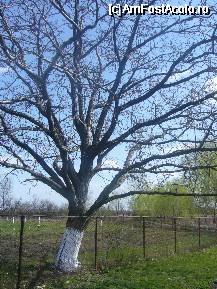 [P23] Unul dintre arborii vechi de la Man. Ghighiu » foto by magdalena
 - 
<span class="allrVoted glyphicon glyphicon-heart hidden" id="av61406"></span>
<a class="m-l-10 hidden" id="sv61406" onclick="voting_Foto_DelVot(,61406,13280)" role="button">șterge vot <span class="glyphicon glyphicon-remove"></span></a>
<a id="v961406" class=" c-red"  onclick="voting_Foto_SetVot(61406)" role="button"><span class="glyphicon glyphicon-heart-empty"></span> <b>LIKE</b> = Votează poza</a> <img class="hidden"  id="f61406W9" src="/imagini/loader.gif" border="0" /><span class="AjErrMes hidden" id="e61406ErM"></span>
