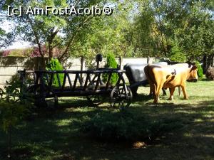 [P14] Decoruri în parcul mănăstirii.  » foto by tata123 🔱
 - 
<span class="allrVoted glyphicon glyphicon-heart hidden" id="av1028711"></span>
<a class="m-l-10 hidden" id="sv1028711" onclick="voting_Foto_DelVot(,1028711,13280)" role="button">șterge vot <span class="glyphicon glyphicon-remove"></span></a>
<a id="v91028711" class=" c-red"  onclick="voting_Foto_SetVot(1028711)" role="button"><span class="glyphicon glyphicon-heart-empty"></span> <b>LIKE</b> = Votează poza</a> <img class="hidden"  id="f1028711W9" src="/imagini/loader.gif" border="0" /><span class="AjErrMes hidden" id="e1028711ErM"></span>