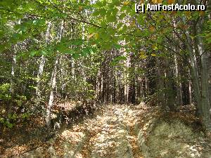 [P63] Prin pădure sunt diverse poteci ce pot fi utilizate pentru off-road.  » foto by Floryn81
 - 
<span class="allrVoted glyphicon glyphicon-heart hidden" id="av388027"></span>
<a class="m-l-10 hidden" id="sv388027" onclick="voting_Foto_DelVot(,388027,13284)" role="button">șterge vot <span class="glyphicon glyphicon-remove"></span></a>
<a id="v9388027" class=" c-red"  onclick="voting_Foto_SetVot(388027)" role="button"><span class="glyphicon glyphicon-heart-empty"></span> <b>LIKE</b> = Votează poza</a> <img class="hidden"  id="f388027W9" src="/imagini/loader.gif" border="0" /><span class="AjErrMes hidden" id="e388027ErM"></span>