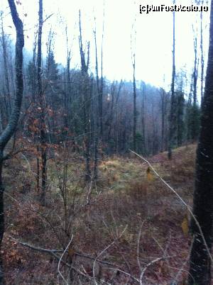 [P24] Încă pădure peste cât vezi cu ochii. dar, nu ne lăsăm, o vom birui!  » foto by Yersinia Pestis
 - 
<span class="allrVoted glyphicon glyphicon-heart hidden" id="av574959"></span>
<a class="m-l-10 hidden" id="sv574959" onclick="voting_Foto_DelVot(,574959,13284)" role="button">șterge vot <span class="glyphicon glyphicon-remove"></span></a>
<a id="v9574959" class=" c-red"  onclick="voting_Foto_SetVot(574959)" role="button"><span class="glyphicon glyphicon-heart-empty"></span> <b>LIKE</b> = Votează poza</a> <img class="hidden"  id="f574959W9" src="/imagini/loader.gif" border="0" /><span class="AjErrMes hidden" id="e574959ErM"></span>
