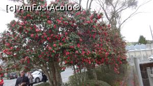 [P12] un bujor japonez,in statia autocarelor,a atras pe toti turistii in jurul lui » foto by grecudoina
 - 
<span class="allrVoted glyphicon glyphicon-heart hidden" id="av1203053"></span>
<a class="m-l-10 hidden" id="sv1203053" onclick="voting_Foto_DelVot(,1203053,13366)" role="button">șterge vot <span class="glyphicon glyphicon-remove"></span></a>
<a id="v91203053" class=" c-red"  onclick="voting_Foto_SetVot(1203053)" role="button"><span class="glyphicon glyphicon-heart-empty"></span> <b>LIKE</b> = Votează poza</a> <img class="hidden"  id="f1203053W9" src="/imagini/loader.gif" border="0" /><span class="AjErrMes hidden" id="e1203053ErM"></span>