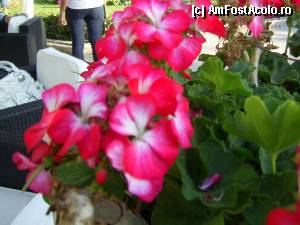 [P19] Villa Orchidea - Bagaje si flori, multe flori, la 'Orchidea Garden'.  » foto by iulianic
 - 
<span class="allrVoted glyphicon glyphicon-heart hidden" id="av392568"></span>
<a class="m-l-10 hidden" id="sv392568" onclick="voting_Foto_DelVot(,392568,13394)" role="button">șterge vot <span class="glyphicon glyphicon-remove"></span></a>
<a id="v9392568" class=" c-red"  onclick="voting_Foto_SetVot(392568)" role="button"><span class="glyphicon glyphicon-heart-empty"></span> <b>LIKE</b> = Votează poza</a> <img class="hidden"  id="f392568W9" src="/imagini/loader.gif" border="0" /><span class="AjErrMes hidden" id="e392568ErM"></span>