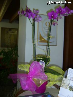 [P04] Villa Orchidea - La receptie oaspetii sunt intampinati de o frumoasa orhidee Phalaenopsis.  » foto by iulianic
 - 
<span class="allrVoted glyphicon glyphicon-heart hidden" id="av392553"></span>
<a class="m-l-10 hidden" id="sv392553" onclick="voting_Foto_DelVot(,392553,13394)" role="button">șterge vot <span class="glyphicon glyphicon-remove"></span></a>
<a id="v9392553" class=" c-red"  onclick="voting_Foto_SetVot(392553)" role="button"><span class="glyphicon glyphicon-heart-empty"></span> <b>LIKE</b> = Votează poza</a> <img class="hidden"  id="f392553W9" src="/imagini/loader.gif" border="0" /><span class="AjErrMes hidden" id="e392553ErM"></span>