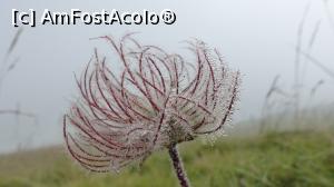 [P12] După cum vă spuneam, la întoarcere m-am ținut de pozat flori » foto by iuliaen
 - 
<span class="allrVoted glyphicon glyphicon-heart hidden" id="av839146"></span>
<a class="m-l-10 hidden" id="sv839146" onclick="voting_Foto_DelVot(,839146,13472)" role="button">șterge vot <span class="glyphicon glyphicon-remove"></span></a>
<a id="v9839146" class=" c-red"  onclick="voting_Foto_SetVot(839146)" role="button"><span class="glyphicon glyphicon-heart-empty"></span> <b>LIKE</b> = Votează poza</a> <img class="hidden"  id="f839146W9" src="/imagini/loader.gif" border="0" /><span class="AjErrMes hidden" id="e839146ErM"></span>