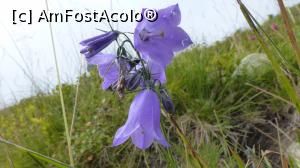 [P14] Clopoței » foto by iuliaen
 - 
<span class="allrVoted glyphicon glyphicon-heart hidden" id="av839148"></span>
<a class="m-l-10 hidden" id="sv839148" onclick="voting_Foto_DelVot(,839148,13472)" role="button">șterge vot <span class="glyphicon glyphicon-remove"></span></a>
<a id="v9839148" class=" c-red"  onclick="voting_Foto_SetVot(839148)" role="button"><span class="glyphicon glyphicon-heart-empty"></span> <b>LIKE</b> = Votează poza</a> <img class="hidden"  id="f839148W9" src="/imagini/loader.gif" border="0" /><span class="AjErrMes hidden" id="e839148ErM"></span>