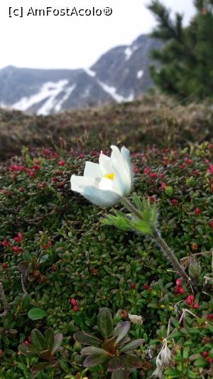 [P16]  -- <small>// FĂRĂ DESCRIERE</small> » foto by noi doi
 - 
<span class="allrVoted glyphicon glyphicon-heart hidden" id="av860676"></span>
<a class="m-l-10 hidden" id="sv860676" onclick="voting_Foto_DelVot(,860676,13472)" role="button">șterge vot <span class="glyphicon glyphicon-remove"></span></a>
<a id="v9860676" class=" c-red"  onclick="voting_Foto_SetVot(860676)" role="button"><span class="glyphicon glyphicon-heart-empty"></span> <b>LIKE</b> = Votează poza</a> <img class="hidden"  id="f860676W9" src="/imagini/loader.gif" border="0" /><span class="AjErrMes hidden" id="e860676ErM"></span>