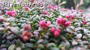 [P17]  -- <small>// FĂRĂ DESCRIERE</small> » foto by noi doi
 - 
<span class="allrVoted glyphicon glyphicon-heart hidden" id="av860677"></span>
<a class="m-l-10 hidden" id="sv860677" onclick="voting_Foto_DelVot(,860677,13472)" role="button">șterge vot <span class="glyphicon glyphicon-remove"></span></a>
<a id="v9860677" class=" c-red"  onclick="voting_Foto_SetVot(860677)" role="button"><span class="glyphicon glyphicon-heart-empty"></span> <b>LIKE</b> = Votează poza</a> <img class="hidden"  id="f860677W9" src="/imagini/loader.gif" border="0" /><span class="AjErrMes hidden" id="e860677ErM"></span>