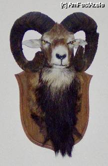 [P26] Castelul de la Săvârşin - trofeu » foto by cc_iordachescu
 - 
<span class="allrVoted glyphicon glyphicon-heart hidden" id="av61874"></span>
<a class="m-l-10 hidden" id="sv61874" onclick="voting_Foto_DelVot(,61874,13479)" role="button">șterge vot <span class="glyphicon glyphicon-remove"></span></a>
<a id="v961874" class=" c-red"  onclick="voting_Foto_SetVot(61874)" role="button"><span class="glyphicon glyphicon-heart-empty"></span> <b>LIKE</b> = Votează poza</a> <img class="hidden"  id="f61874W9" src="/imagini/loader.gif" border="0" /><span class="AjErrMes hidden" id="e61874ErM"></span>