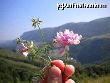 [P10] de la munte,o floricica pentru voi » foto by ms65
 - 
<span class="allrVoted glyphicon glyphicon-heart hidden" id="av122790"></span>
<a class="m-l-10 hidden" id="sv122790" onclick="voting_Foto_DelVot(,122790,13483)" role="button">șterge vot <span class="glyphicon glyphicon-remove"></span></a>
<a id="v9122790" class=" c-red"  onclick="voting_Foto_SetVot(122790)" role="button"><span class="glyphicon glyphicon-heart-empty"></span> <b>LIKE</b> = Votează poza</a> <img class="hidden"  id="f122790W9" src="/imagini/loader.gif" border="0" /><span class="AjErrMes hidden" id="e122790ErM"></span>
