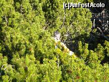 [P19] Cam de inaltimea omului . » foto by cronung
 - 
<span class="allrVoted glyphicon glyphicon-heart hidden" id="av162263"></span>
<a class="m-l-10 hidden" id="sv162263" onclick="voting_Foto_DelVot(,162263,13504)" role="button">șterge vot <span class="glyphicon glyphicon-remove"></span></a>
<a id="v9162263" class=" c-red"  onclick="voting_Foto_SetVot(162263)" role="button"><span class="glyphicon glyphicon-heart-empty"></span> <b>LIKE</b> = Votează poza</a> <img class="hidden"  id="f162263W9" src="/imagini/loader.gif" border="0" /><span class="AjErrMes hidden" id="e162263ErM"></span>