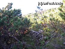 [P02] Labirintul de jnepeni . » foto by cronung
 - 
<span class="allrVoted glyphicon glyphicon-heart hidden" id="av162214"></span>
<a class="m-l-10 hidden" id="sv162214" onclick="voting_Foto_DelVot(,162214,13504)" role="button">șterge vot <span class="glyphicon glyphicon-remove"></span></a>
<a id="v9162214" class=" c-red"  onclick="voting_Foto_SetVot(162214)" role="button"><span class="glyphicon glyphicon-heart-empty"></span> <b>LIKE</b> = Votează poza</a> <img class="hidden"  id="f162214W9" src="/imagini/loader.gif" border="0" /><span class="AjErrMes hidden" id="e162214ErM"></span>