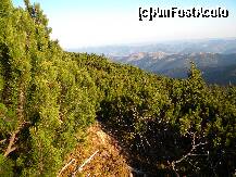 [P04] Cararea printre jnepeni . » foto by cronung
 - 
<span class="allrVoted glyphicon glyphicon-heart hidden" id="av162221"></span>
<a class="m-l-10 hidden" id="sv162221" onclick="voting_Foto_DelVot(,162221,13504)" role="button">șterge vot <span class="glyphicon glyphicon-remove"></span></a>
<a id="v9162221" class=" c-red"  onclick="voting_Foto_SetVot(162221)" role="button"><span class="glyphicon glyphicon-heart-empty"></span> <b>LIKE</b> = Votează poza</a> <img class="hidden"  id="f162221W9" src="/imagini/loader.gif" border="0" /><span class="AjErrMes hidden" id="e162221ErM"></span>