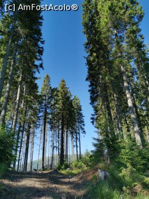 [P08] Prima parte a traseului, pe drum forestier » foto by cata2106
 - 
<span class="allrVoted glyphicon glyphicon-heart hidden" id="av1171655"></span>
<a class="m-l-10 hidden" id="sv1171655" onclick="voting_Foto_DelVot(,1171655,13504)" role="button">șterge vot <span class="glyphicon glyphicon-remove"></span></a>
<a id="v91171655" class=" c-red"  onclick="voting_Foto_SetVot(1171655)" role="button"><span class="glyphicon glyphicon-heart-empty"></span> <b>LIKE</b> = Votează poza</a> <img class="hidden"  id="f1171655W9" src="/imagini/loader.gif" border="0" /><span class="AjErrMes hidden" id="e1171655ErM"></span>