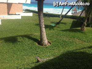 [P31] Una din iguanele pe care le vezi peste tot in zona » foto by geop
 - 
<span class="allrVoted glyphicon glyphicon-heart hidden" id="av404335"></span>
<a class="m-l-10 hidden" id="sv404335" onclick="voting_Foto_DelVot(,404335,13505)" role="button">șterge vot <span class="glyphicon glyphicon-remove"></span></a>
<a id="v9404335" class=" c-red"  onclick="voting_Foto_SetVot(404335)" role="button"><span class="glyphicon glyphicon-heart-empty"></span> <b>LIKE</b> = Votează poza</a> <img class="hidden"  id="f404335W9" src="/imagini/loader.gif" border="0" /><span class="AjErrMes hidden" id="e404335ErM"></span>