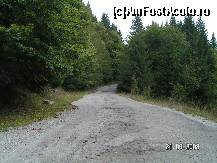 [P12] drumul asfaltat printre brazii seculari » foto by kmy
 - 
<span class="allrVoted glyphicon glyphicon-heart hidden" id="av100560"></span>
<a class="m-l-10 hidden" id="sv100560" onclick="voting_Foto_DelVot(,100560,13519)" role="button">șterge vot <span class="glyphicon glyphicon-remove"></span></a>
<a id="v9100560" class=" c-red"  onclick="voting_Foto_SetVot(100560)" role="button"><span class="glyphicon glyphicon-heart-empty"></span> <b>LIKE</b> = Votează poza</a> <img class="hidden"  id="f100560W9" src="/imagini/loader.gif" border="0" /><span class="AjErrMes hidden" id="e100560ErM"></span>
