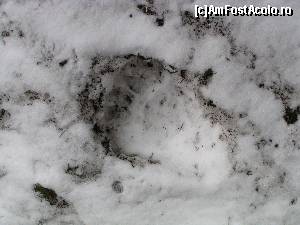 [P19] Urme de urs, abia atunci ne-am dat seama că Florin nu glumește despre faptul că prin zonă sunt urși!  » foto by Yersinia Pestis
 - 
<span class="allrVoted glyphicon glyphicon-heart hidden" id="av579119"></span>
<a class="m-l-10 hidden" id="sv579119" onclick="voting_Foto_DelVot(,579119,13521)" role="button">șterge vot <span class="glyphicon glyphicon-remove"></span></a>
<a id="v9579119" class=" c-red"  onclick="voting_Foto_SetVot(579119)" role="button"><span class="glyphicon glyphicon-heart-empty"></span> <b>LIKE</b> = Votează poza</a> <img class="hidden"  id="f579119W9" src="/imagini/loader.gif" border="0" /><span class="AjErrMes hidden" id="e579119ErM"></span>