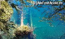 [P12] Brazi acoperiti sub apa Plitvicka Jezera Croatia » foto by traian.leuca †
 - 
<span class="allrVoted glyphicon glyphicon-heart hidden" id="av398338"></span>
<a class="m-l-10 hidden" id="sv398338" onclick="voting_Foto_DelVot(,398338,13562)" role="button">șterge vot <span class="glyphicon glyphicon-remove"></span></a>
<a id="v9398338" class=" c-red"  onclick="voting_Foto_SetVot(398338)" role="button"><span class="glyphicon glyphicon-heart-empty"></span> <b>LIKE</b> = Votează poza</a> <img class="hidden"  id="f398338W9" src="/imagini/loader.gif" border="0" /><span class="AjErrMes hidden" id="e398338ErM"></span>