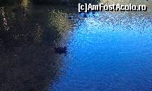 [P19] Ratuste pe lacul Golovac. Plitvicka Jezera, Croatia.  » foto by traian.leuca †
 - 
<span class="allrVoted glyphicon glyphicon-heart hidden" id="av398353"></span>
<a class="m-l-10 hidden" id="sv398353" onclick="voting_Foto_DelVot(,398353,13562)" role="button">șterge vot <span class="glyphicon glyphicon-remove"></span></a>
<a id="v9398353" class=" c-red"  onclick="voting_Foto_SetVot(398353)" role="button"><span class="glyphicon glyphicon-heart-empty"></span> <b>LIKE</b> = Votează poza</a> <img class="hidden"  id="f398353W9" src="/imagini/loader.gif" border="0" /><span class="AjErrMes hidden" id="e398353ErM"></span>