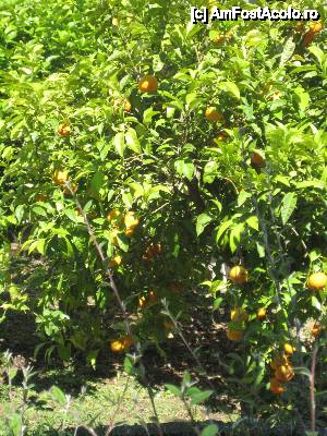 [P08] miniplantatie de portocali » foto by Simlili
 - 
<span class="allrVoted glyphicon glyphicon-heart hidden" id="av404509"></span>
<a class="m-l-10 hidden" id="sv404509" onclick="voting_Foto_DelVot(,404509,13584)" role="button">șterge vot <span class="glyphicon glyphicon-remove"></span></a>
<a id="v9404509" class=" c-red"  onclick="voting_Foto_SetVot(404509)" role="button"><span class="glyphicon glyphicon-heart-empty"></span> <b>LIKE</b> = Votează poza</a> <img class="hidden"  id="f404509W9" src="/imagini/loader.gif" border="0" /><span class="AjErrMes hidden" id="e404509ErM"></span>