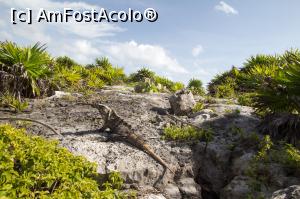 [P06] Una din zecile de iguane de la TULUM » foto by cami1212
 - 
<span class="allrVoted glyphicon glyphicon-heart hidden" id="av809648"></span>
<a class="m-l-10 hidden" id="sv809648" onclick="voting_Foto_DelVot(,809648,13710)" role="button">șterge vot <span class="glyphicon glyphicon-remove"></span></a>
<a id="v9809648" class=" c-red"  onclick="voting_Foto_SetVot(809648)" role="button"><span class="glyphicon glyphicon-heart-empty"></span> <b>LIKE</b> = Votează poza</a> <img class="hidden"  id="f809648W9" src="/imagini/loader.gif" border="0" /><span class="AjErrMes hidden" id="e809648ErM"></span>
