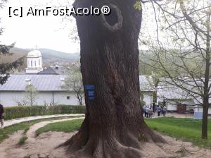 [P46] Mănăstirea Dintr-un Lemn, Frâncești - arbori seculari.  » foto by Aurici
 - 
<span class="allrVoted glyphicon glyphicon-heart hidden" id="av1032260"></span>
<a class="m-l-10 hidden" id="sv1032260" onclick="voting_Foto_DelVot(,1032260,13734)" role="button">șterge vot <span class="glyphicon glyphicon-remove"></span></a>
<a id="v91032260" class=" c-red"  onclick="voting_Foto_SetVot(1032260)" role="button"><span class="glyphicon glyphicon-heart-empty"></span> <b>LIKE</b> = Votează poza</a> <img class="hidden"  id="f1032260W9" src="/imagini/loader.gif" border="0" /><span class="AjErrMes hidden" id="e1032260ErM"></span>