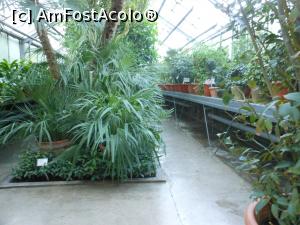 [P11] Iași - Grădina Botanică "Anastasie Fătu". În sere. » foto by iulianic
 - 
<span class="allrVoted glyphicon glyphicon-heart hidden" id="av1349091"></span>
<a class="m-l-10 hidden" id="sv1349091" onclick="voting_Foto_DelVot(,1349091,13735)" role="button">șterge vot <span class="glyphicon glyphicon-remove"></span></a>
<a id="v91349091" class=" c-red"  onclick="voting_Foto_SetVot(1349091)" role="button"><span class="glyphicon glyphicon-heart-empty"></span> <b>LIKE</b> = Votează poza</a> <img class="hidden"  id="f1349091W9" src="/imagini/loader.gif" border="0" /><span class="AjErrMes hidden" id="e1349091ErM"></span>