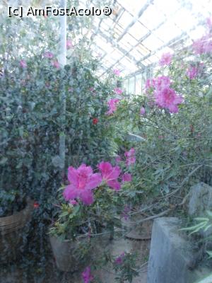 [P13] Iași - Grădina Botanică "Anastasie Fătu". În sere. » foto by iulianic
 - 
<span class="allrVoted glyphicon glyphicon-heart hidden" id="av1349093"></span>
<a class="m-l-10 hidden" id="sv1349093" onclick="voting_Foto_DelVot(,1349093,13735)" role="button">șterge vot <span class="glyphicon glyphicon-remove"></span></a>
<a id="v91349093" class=" c-red"  onclick="voting_Foto_SetVot(1349093)" role="button"><span class="glyphicon glyphicon-heart-empty"></span> <b>LIKE</b> = Votează poza</a> <img class="hidden"  id="f1349093W9" src="/imagini/loader.gif" border="0" /><span class="AjErrMes hidden" id="e1349093ErM"></span>