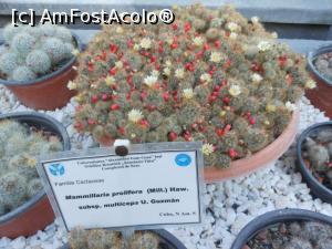 [P14] Iași - Grădina Botanică "Anastasie Fătu". În sere. » foto by iulianic
 - 
<span class="allrVoted glyphicon glyphicon-heart hidden" id="av1349094"></span>
<a class="m-l-10 hidden" id="sv1349094" onclick="voting_Foto_DelVot(,1349094,13735)" role="button">șterge vot <span class="glyphicon glyphicon-remove"></span></a>
<a id="v91349094" class=" c-red"  onclick="voting_Foto_SetVot(1349094)" role="button"><span class="glyphicon glyphicon-heart-empty"></span> <b>LIKE</b> = Votează poza</a> <img class="hidden"  id="f1349094W9" src="/imagini/loader.gif" border="0" /><span class="AjErrMes hidden" id="e1349094ErM"></span>