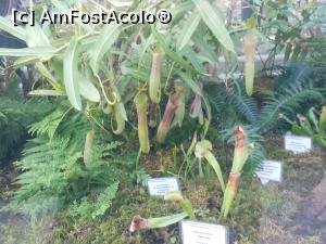 [P16] Iași - Grădina Botanică "Anastasie Fătu". În sere, plante carnivore. » foto by iulianic
 - 
<span class="allrVoted glyphicon glyphicon-heart hidden" id="av1349096"></span>
<a class="m-l-10 hidden" id="sv1349096" onclick="voting_Foto_DelVot(,1349096,13735)" role="button">șterge vot <span class="glyphicon glyphicon-remove"></span></a>
<a id="v91349096" class=" c-red"  onclick="voting_Foto_SetVot(1349096)" role="button"><span class="glyphicon glyphicon-heart-empty"></span> <b>LIKE</b> = Votează poza</a> <img class="hidden"  id="f1349096W9" src="/imagini/loader.gif" border="0" /><span class="AjErrMes hidden" id="e1349096ErM"></span>
