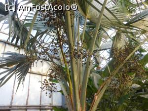 [P18] Iași - Grădina Botanică "Anastasie Fătu". În sere. » foto by iulianic
 - 
<span class="allrVoted glyphicon glyphicon-heart hidden" id="av1349098"></span>
<a class="m-l-10 hidden" id="sv1349098" onclick="voting_Foto_DelVot(,1349098,13735)" role="button">șterge vot <span class="glyphicon glyphicon-remove"></span></a>
<a id="v91349098" class=" c-red"  onclick="voting_Foto_SetVot(1349098)" role="button"><span class="glyphicon glyphicon-heart-empty"></span> <b>LIKE</b> = Votează poza</a> <img class="hidden"  id="f1349098W9" src="/imagini/loader.gif" border="0" /><span class="AjErrMes hidden" id="e1349098ErM"></span>