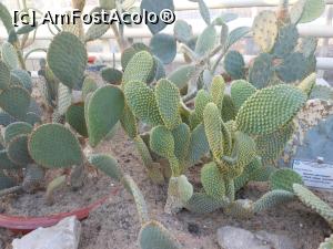 [P19] Iași - Grădina Botanică "Anastasie Fătu". În sere. » foto by iulianic
 - 
<span class="allrVoted glyphicon glyphicon-heart hidden" id="av1349099"></span>
<a class="m-l-10 hidden" id="sv1349099" onclick="voting_Foto_DelVot(,1349099,13735)" role="button">șterge vot <span class="glyphicon glyphicon-remove"></span></a>
<a id="v91349099" class=" c-red"  onclick="voting_Foto_SetVot(1349099)" role="button"><span class="glyphicon glyphicon-heart-empty"></span> <b>LIKE</b> = Votează poza</a> <img class="hidden"  id="f1349099W9" src="/imagini/loader.gif" border="0" /><span class="AjErrMes hidden" id="e1349099ErM"></span>