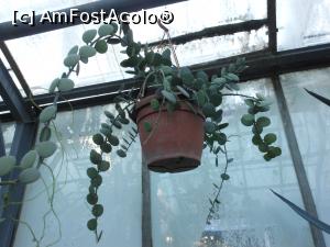 [P20] Iași - Grădina Botanică "Anastasie Fătu". În sere. » foto by iulianic
 - 
<span class="allrVoted glyphicon glyphicon-heart hidden" id="av1349100"></span>
<a class="m-l-10 hidden" id="sv1349100" onclick="voting_Foto_DelVot(,1349100,13735)" role="button">șterge vot <span class="glyphicon glyphicon-remove"></span></a>
<a id="v91349100" class=" c-red"  onclick="voting_Foto_SetVot(1349100)" role="button"><span class="glyphicon glyphicon-heart-empty"></span> <b>LIKE</b> = Votează poza</a> <img class="hidden"  id="f1349100W9" src="/imagini/loader.gif" border="0" /><span class="AjErrMes hidden" id="e1349100ErM"></span>