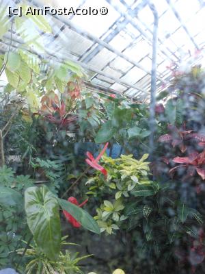 [P21] Iași - Grădina Botanică "Anastasie Fătu". În sere. » foto by iulianic
 - 
<span class="allrVoted glyphicon glyphicon-heart hidden" id="av1349101"></span>
<a class="m-l-10 hidden" id="sv1349101" onclick="voting_Foto_DelVot(,1349101,13735)" role="button">șterge vot <span class="glyphicon glyphicon-remove"></span></a>
<a id="v91349101" class=" c-red"  onclick="voting_Foto_SetVot(1349101)" role="button"><span class="glyphicon glyphicon-heart-empty"></span> <b>LIKE</b> = Votează poza</a> <img class="hidden"  id="f1349101W9" src="/imagini/loader.gif" border="0" /><span class="AjErrMes hidden" id="e1349101ErM"></span>