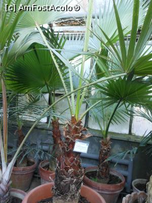[P22] Iași - Grădina Botanică "Anastasie Fătu". În sere. » foto by iulianic
 - 
<span class="allrVoted glyphicon glyphicon-heart hidden" id="av1349102"></span>
<a class="m-l-10 hidden" id="sv1349102" onclick="voting_Foto_DelVot(,1349102,13735)" role="button">șterge vot <span class="glyphicon glyphicon-remove"></span></a>
<a id="v91349102" class=" c-red"  onclick="voting_Foto_SetVot(1349102)" role="button"><span class="glyphicon glyphicon-heart-empty"></span> <b>LIKE</b> = Votează poza</a> <img class="hidden"  id="f1349102W9" src="/imagini/loader.gif" border="0" /><span class="AjErrMes hidden" id="e1349102ErM"></span>