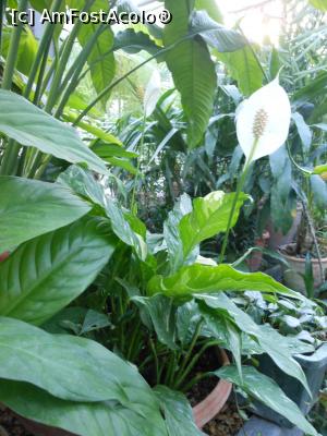 [P24] Iași - Grădina Botanică "Anastasie Fătu". În sere. » foto by iulianic
 - 
<span class="allrVoted glyphicon glyphicon-heart hidden" id="av1349104"></span>
<a class="m-l-10 hidden" id="sv1349104" onclick="voting_Foto_DelVot(,1349104,13735)" role="button">șterge vot <span class="glyphicon glyphicon-remove"></span></a>
<a id="v91349104" class=" c-red"  onclick="voting_Foto_SetVot(1349104)" role="button"><span class="glyphicon glyphicon-heart-empty"></span> <b>LIKE</b> = Votează poza</a> <img class="hidden"  id="f1349104W9" src="/imagini/loader.gif" border="0" /><span class="AjErrMes hidden" id="e1349104ErM"></span>
