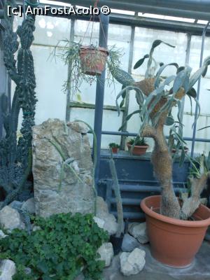[P25] Iași - Grădina Botanică "Anastasie Fătu". În sere. » foto by iulianic
 - 
<span class="allrVoted glyphicon glyphicon-heart hidden" id="av1349105"></span>
<a class="m-l-10 hidden" id="sv1349105" onclick="voting_Foto_DelVot(,1349105,13735)" role="button">șterge vot <span class="glyphicon glyphicon-remove"></span></a>
<a id="v91349105" class=" c-red"  onclick="voting_Foto_SetVot(1349105)" role="button"><span class="glyphicon glyphicon-heart-empty"></span> <b>LIKE</b> = Votează poza</a> <img class="hidden"  id="f1349105W9" src="/imagini/loader.gif" border="0" /><span class="AjErrMes hidden" id="e1349105ErM"></span>