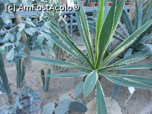 [P27] Iași - Grădina Botanică "Anastasie Fătu". În sere. » foto by iulianic
 - 
<span class="allrVoted glyphicon glyphicon-heart hidden" id="av1349107"></span>
<a class="m-l-10 hidden" id="sv1349107" onclick="voting_Foto_DelVot(,1349107,13735)" role="button">șterge vot <span class="glyphicon glyphicon-remove"></span></a>
<a id="v91349107" class=" c-red"  onclick="voting_Foto_SetVot(1349107)" role="button"><span class="glyphicon glyphicon-heart-empty"></span> <b>LIKE</b> = Votează poza</a> <img class="hidden"  id="f1349107W9" src="/imagini/loader.gif" border="0" /><span class="AjErrMes hidden" id="e1349107ErM"></span>