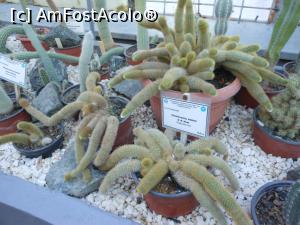 [P28] Iași - Grădina Botanică "Anastasie Fătu". În sere. » foto by iulianic
 - 
<span class="allrVoted glyphicon glyphicon-heart hidden" id="av1349108"></span>
<a class="m-l-10 hidden" id="sv1349108" onclick="voting_Foto_DelVot(,1349108,13735)" role="button">șterge vot <span class="glyphicon glyphicon-remove"></span></a>
<a id="v91349108" class=" c-red"  onclick="voting_Foto_SetVot(1349108)" role="button"><span class="glyphicon glyphicon-heart-empty"></span> <b>LIKE</b> = Votează poza</a> <img class="hidden"  id="f1349108W9" src="/imagini/loader.gif" border="0" /><span class="AjErrMes hidden" id="e1349108ErM"></span>