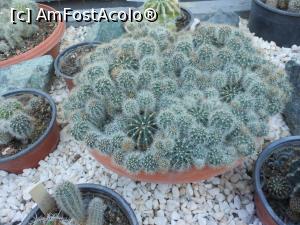 [P29] Iași - Grădina Botanică "Anastasie Fătu". În sere. » foto by iulianic
 - 
<span class="allrVoted glyphicon glyphicon-heart hidden" id="av1349109"></span>
<a class="m-l-10 hidden" id="sv1349109" onclick="voting_Foto_DelVot(,1349109,13735)" role="button">șterge vot <span class="glyphicon glyphicon-remove"></span></a>
<a id="v91349109" class=" c-red"  onclick="voting_Foto_SetVot(1349109)" role="button"><span class="glyphicon glyphicon-heart-empty"></span> <b>LIKE</b> = Votează poza</a> <img class="hidden"  id="f1349109W9" src="/imagini/loader.gif" border="0" /><span class="AjErrMes hidden" id="e1349109ErM"></span>