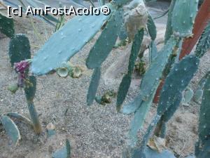 [P30] Iași - Grădina Botanică "Anastasie Fătu". În sere. » foto by iulianic
 - 
<span class="allrVoted glyphicon glyphicon-heart hidden" id="av1349110"></span>
<a class="m-l-10 hidden" id="sv1349110" onclick="voting_Foto_DelVot(,1349110,13735)" role="button">șterge vot <span class="glyphicon glyphicon-remove"></span></a>
<a id="v91349110" class=" c-red"  onclick="voting_Foto_SetVot(1349110)" role="button"><span class="glyphicon glyphicon-heart-empty"></span> <b>LIKE</b> = Votează poza</a> <img class="hidden"  id="f1349110W9" src="/imagini/loader.gif" border="0" /><span class="AjErrMes hidden" id="e1349110ErM"></span>
