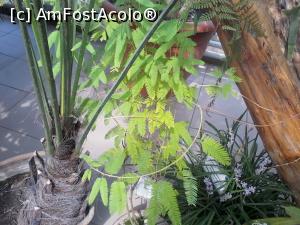 [P07] Planta ruşinoasă: dacă îi atingi frunzele, ele se apleacă, ca şi cum s-ar ruşina!  » foto by CATAAS
 - 
<span class="allrVoted glyphicon glyphicon-heart hidden" id="av892943"></span>
<a class="m-l-10 hidden" id="sv892943" onclick="voting_Foto_DelVot(,892943,13735)" role="button">șterge vot <span class="glyphicon glyphicon-remove"></span></a>
<a id="v9892943" class=" c-red"  onclick="voting_Foto_SetVot(892943)" role="button"><span class="glyphicon glyphicon-heart-empty"></span> <b>LIKE</b> = Votează poza</a> <img class="hidden"  id="f892943W9" src="/imagini/loader.gif" border="0" /><span class="AjErrMes hidden" id="e892943ErM"></span>