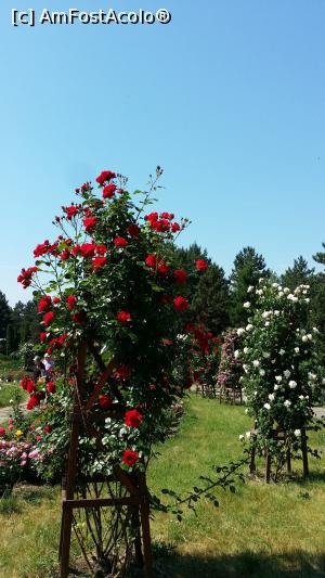 [P09]  -- <small>// FĂRĂ DESCRIERE</small> » foto by lucian1979
 - 
<span class="allrVoted glyphicon glyphicon-heart hidden" id="av737116"></span>
<a class="m-l-10 hidden" id="sv737116" onclick="voting_Foto_DelVot(,737116,13735)" role="button">șterge vot <span class="glyphicon glyphicon-remove"></span></a>
<a id="v9737116" class=" c-red"  onclick="voting_Foto_SetVot(737116)" role="button"><span class="glyphicon glyphicon-heart-empty"></span> <b>LIKE</b> = Votează poza</a> <img class="hidden"  id="f737116W9" src="/imagini/loader.gif" border="0" /><span class="AjErrMes hidden" id="e737116ErM"></span>