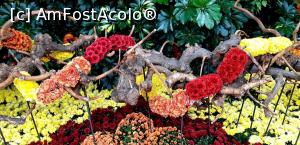 [P12] Crizanteme frumos colorate la expoziţia "Flori de toamnă" - 2019 » foto by gettyy
 - 
<span class="allrVoted glyphicon glyphicon-heart hidden" id="av1162359"></span>
<a class="m-l-10 hidden" id="sv1162359" onclick="voting_Foto_DelVot(,1162359,13735)" role="button">șterge vot <span class="glyphicon glyphicon-remove"></span></a>
<a id="v91162359" class=" c-red"  onclick="voting_Foto_SetVot(1162359)" role="button"><span class="glyphicon glyphicon-heart-empty"></span> <b>LIKE</b> = Votează poza</a> <img class="hidden"  id="f1162359W9" src="/imagini/loader.gif" border="0" /><span class="AjErrMes hidden" id="e1162359ErM"></span>