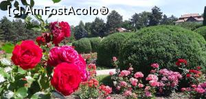 [P35] Trandafiri parfumaţi  - Secţia Rosarium » foto by gettyy
 - 
<span class="allrVoted glyphicon glyphicon-heart hidden" id="av1162382"></span>
<a class="m-l-10 hidden" id="sv1162382" onclick="voting_Foto_DelVot(,1162382,13735)" role="button">șterge vot <span class="glyphicon glyphicon-remove"></span></a>
<a id="v91162382" class=" c-red"  onclick="voting_Foto_SetVot(1162382)" role="button"><span class="glyphicon glyphicon-heart-empty"></span> <b>LIKE</b> = Votează poza</a> <img class="hidden"  id="f1162382W9" src="/imagini/loader.gif" border="0" /><span class="AjErrMes hidden" id="e1162382ErM"></span>